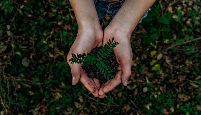 Hands holding a small green plant representing sustainability claims